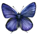 Papillon nuit